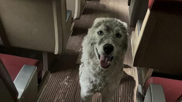 Commuter rail crew saves dog stuck on tracks near Lowell