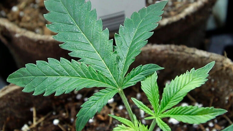 Newly transplanted cannabis cuttings grow in pots at Sira Naturals medical marijuana cultivation facility in Milford, Mass.