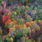 Overhead view of trees changing color in the fall