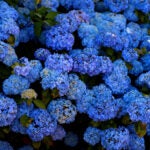 Hydrangeas in Chatham. It's been a banner year for hydrangeas around Massachusetts.