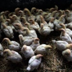 Young chickens at a farm in Pescadero, Calif.